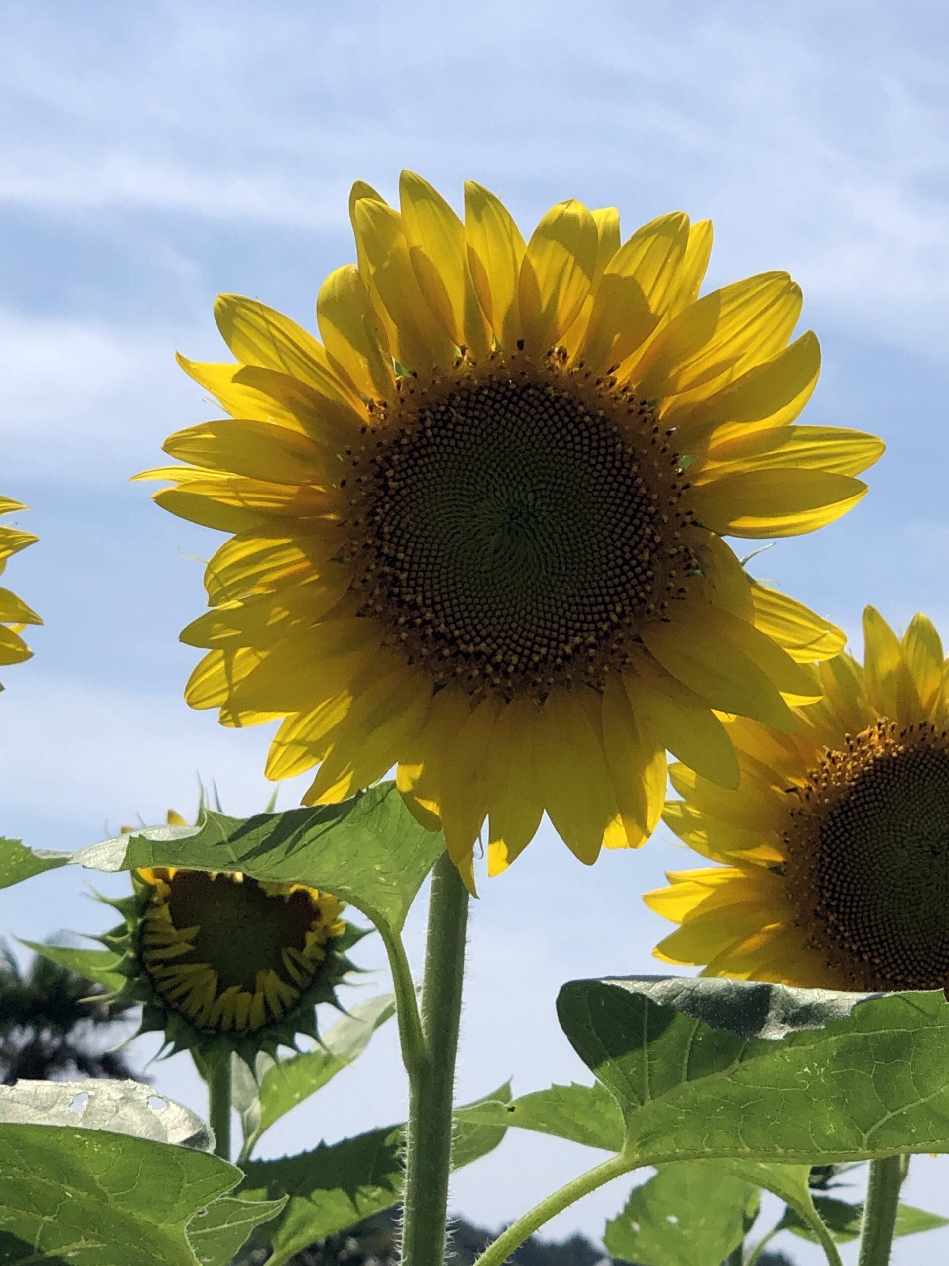 夏の花